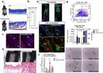 CD34 Antibody in Flow Cytometry (Flow)