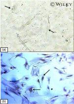 CD45 Antibody in Immunocytochemistry (ICC/IF)