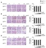 CD324 (E-Cadherin) Antibody in Immunohistochemistry (IHC)