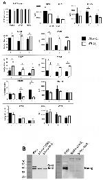 CD90 (Thy-1) Antibody in Flow Cytometry (Flow)