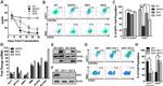 CD71 (Transferrin Receptor) Antibody in Flow Cytometry (Flow)