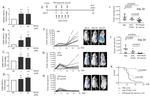 CD80 (B7-1) Antibody in Flow Cytometry (Flow)