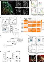 CD23 Antibody in Flow Cytometry (Flow)