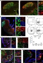 GL7 Antibody in Flow Cytometry (Flow)