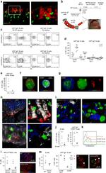 GL7 Antibody in Flow Cytometry (Flow)