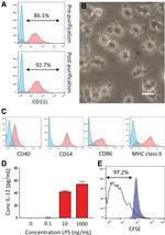 CD86 (B7-2) Antibody in Flow Cytometry (Flow)