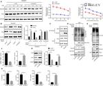 CD86 (B7-2) Antibody in Flow Cytometry (Flow)