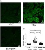 GRP78 Antibody in Immunocytochemistry (ICC/IF)