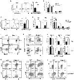 IFN gamma Antibody in Flow Cytometry (Flow)