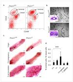 CD24 Antibody in Flow Cytometry (Flow)