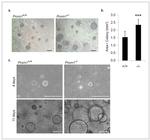 CD24 Antibody in Flow Cytometry (Flow)