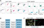 CD140a (PDGFRA) Antibody in Flow Cytometry (Flow)