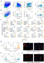 CD34 Antibody in Flow Cytometry (Flow)