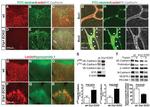 CD144 (VE-cadherin) Antibody in Immunohistochemistry (IHC)