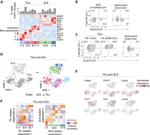 T-bet Antibody in Flow Cytometry (Flow)