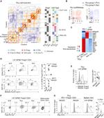 T-bet Antibody in Flow Cytometry (Flow)