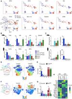 IRF8 Antibody in Flow Cytometry (Flow)