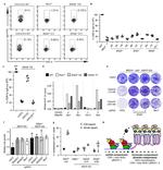 IgA Antibody in Flow Cytometry (Flow)