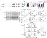 FOXP3 Antibody in Western Blot (WB)