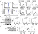 FOXP3 Antibody in Western Blot (WB)