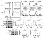 FOXP3 Antibody in Flow Cytometry (Flow)