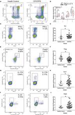 FOXP3 Antibody in Flow Cytometry (Flow)