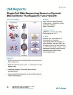 Alpha-Smooth Muscle Actin Antibody in Immunohistochemistry (IHC)