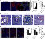 Ki-67 Antibody in Immunohistochemistry, Immunohistochemistry (Paraffin) (IHC, IHC (P))