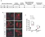 Ki-67 Antibody in Immunocytochemistry (ICC/IF)