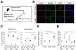 Ki-67 Antibody in Immunocytochemistry (ICC/IF)