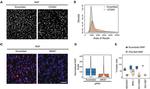 Ki-67 Antibody in Immunocytochemistry (ICC/IF)