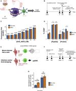 OVA257-264 (SIINFEKL) peptide bound to H-2Kb Antibody in Flow Cytometry (Flow)