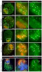 Nanog Antibody in Immunohistochemistry (IHC)