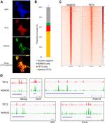 Nanog Antibody in Immunocytochemistry (ICC/IF)