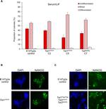 Nanog Antibody in Immunocytochemistry (ICC/IF)