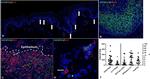 FOXP3 Antibody in Immunocytochemistry, Immunohistochemistry (ICC/IF, IHC)