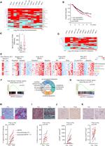 FOXP3 Antibody in Immunohistochemistry (IHC)