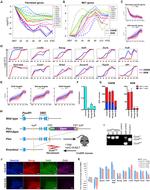 CD326 (EpCAM) Antibody in Flow Cytometry (Flow)