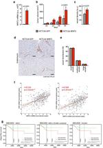 Endomucin Antibody in Immunohistochemistry (IHC)