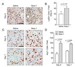 Ly-6G/Ly-6C Antibody in Immunohistochemistry (IHC)