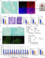 AIRE Antibody in Immunohistochemistry (IHC)