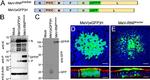 GFP Antibody in Western Blot (WB)