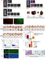 DYKDDDDK Tag Antibody in Immunocytochemistry (ICC/IF)