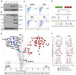 CD97 Antibody in Flow Cytometry (Flow)