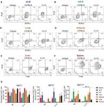 PLZF Antibody in Flow Cytometry (Flow)