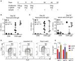 PLZF Antibody in Flow Cytometry (Flow)