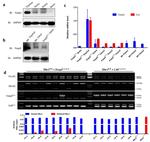 FOXP3 Antibody in Western Blot (WB)