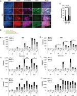 SSEA1 Antibody in Immunocytochemistry (ICC/IF)