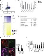 CD324 (E-Cadherin) Antibody in Flow Cytometry (Flow)