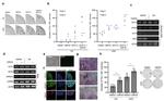 TRA-1-60 (Podocalyxin) Antibody in Immunocytochemistry (ICC/IF)